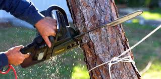 Trusted Hutchins, TX  Tree Services Experts