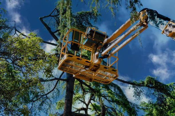 How Our Tree Care Process Works  in  Hutchins, TX