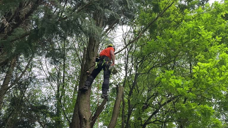 Best Hazardous Tree Removal  in Hutchins, TX